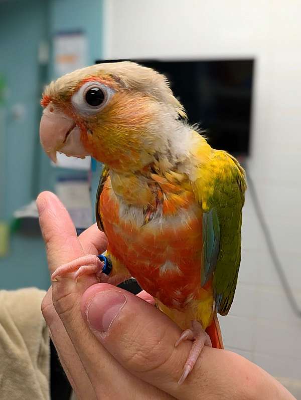 green-cheek-conure-for-sale