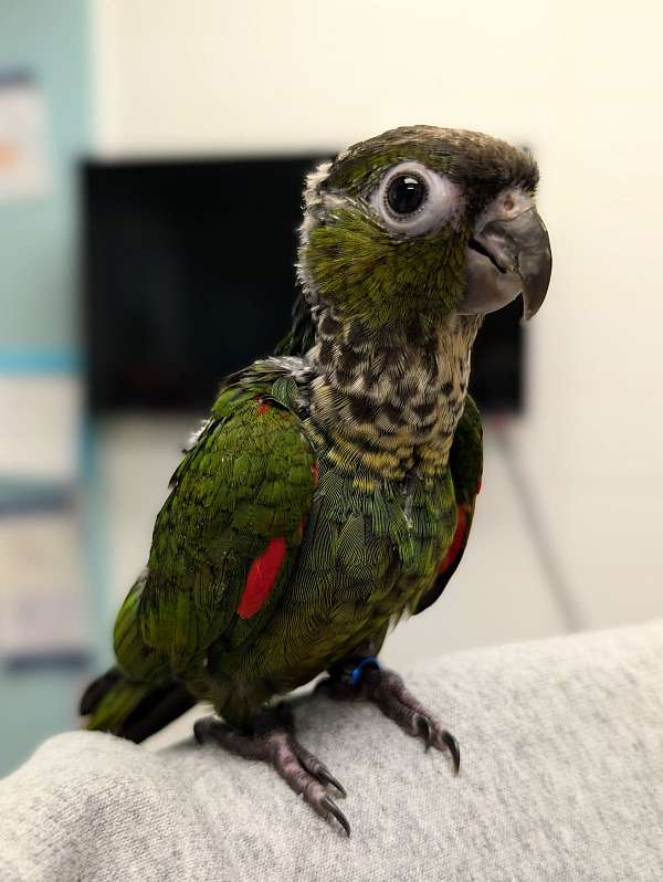 black-capped-conure-for-sale