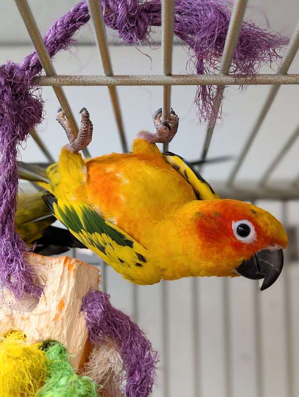 sun-conure-for-sale