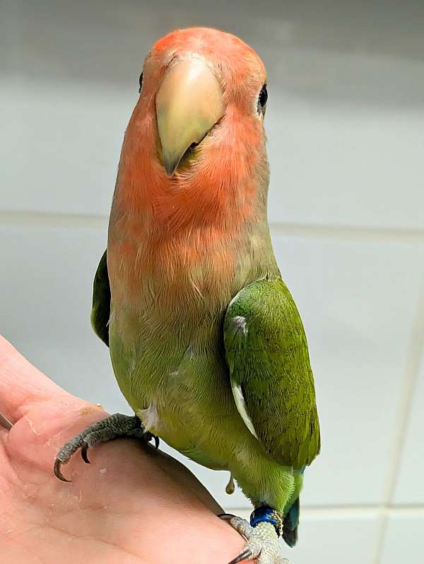 peach-faced-lovebird-for-sale