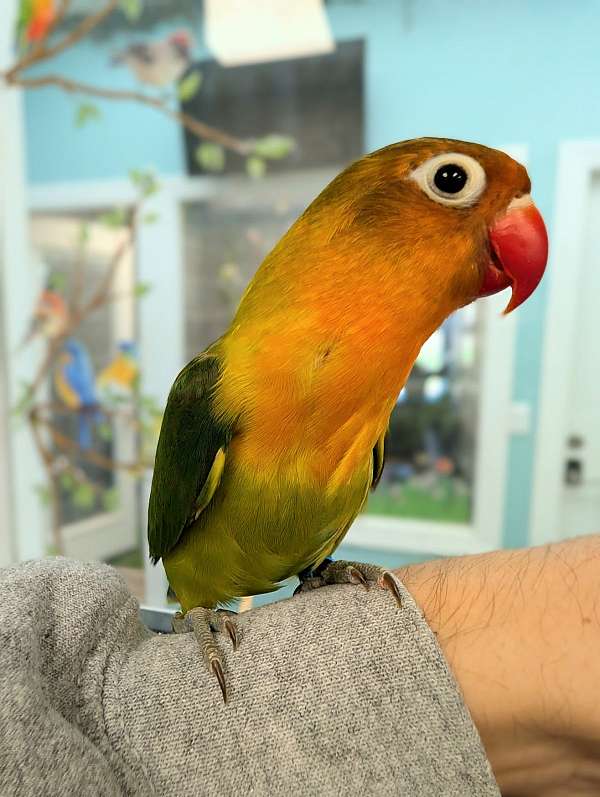 fischers-lovebird-for-sale