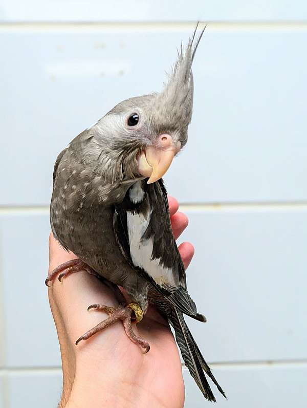 cockatiel-for-sale