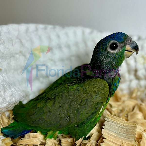 blue-headed-pionus-parrots-for-sale-in-miami-fl