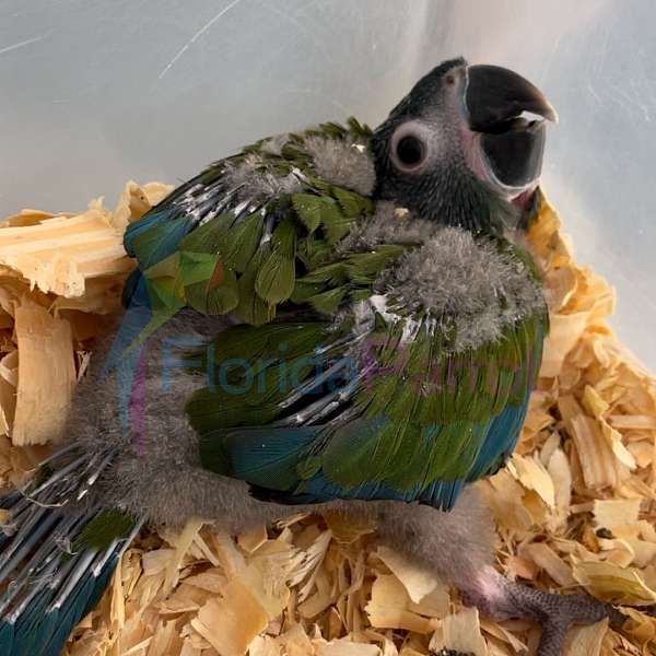 macaw-for-sale