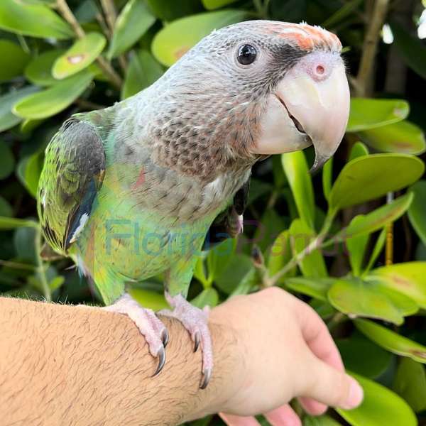 parrot-for-sale