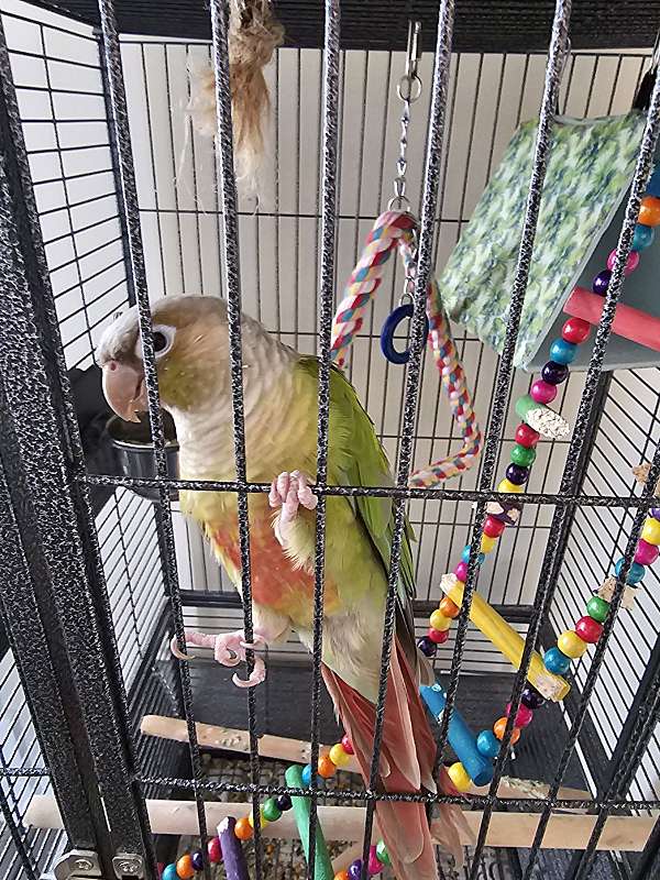 conure-green-cheek-conure-for-sale-in-fort-wayne-in