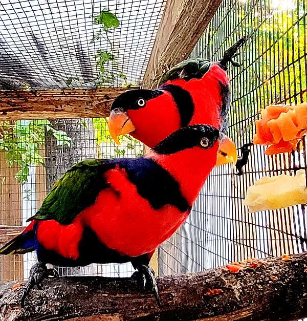 exotic-bird-for-sale-in-miami-shores-fl