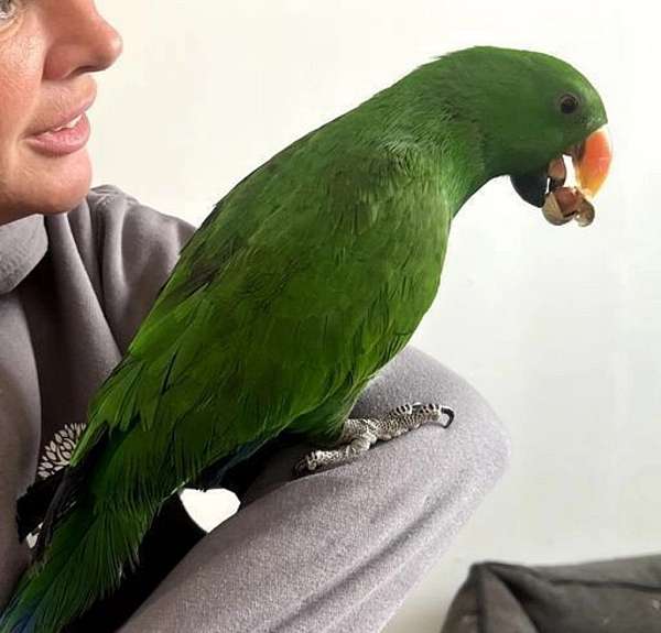 eclectus-parrots-for-sale-in-palm-coast-fl