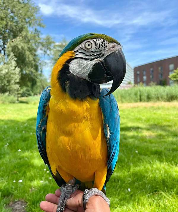 green-wing-macaw-for-sale-in-qubec-qc