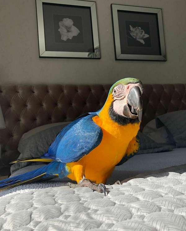 green-wing-macaw-for-sale-in-qubec-qc