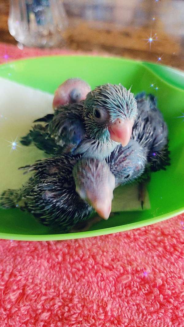 pacific-parrotlet-for-sale