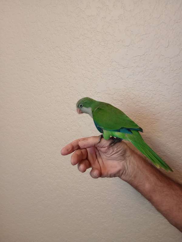 quaker-parrots-for-sale