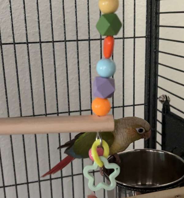 conure-for-sale