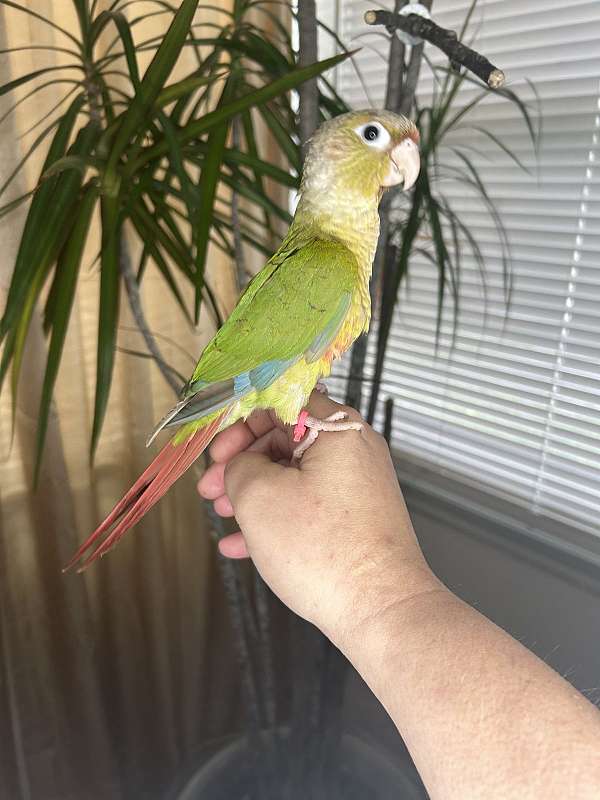 conure-green-cheek-conure-for-sale-in-cynthiana-ky