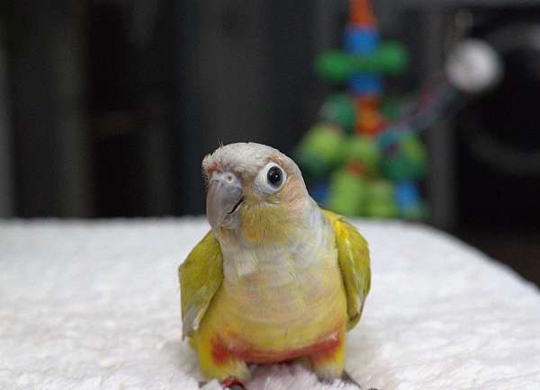 conure-green-cheek-conure-for-sale-in-cynthiana-ky