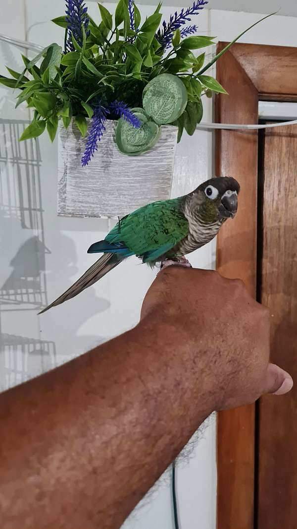 conure-for-sale-in-springfield-ma