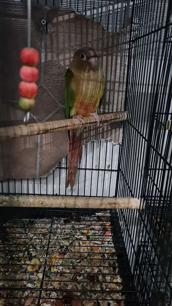 conure-for-sale