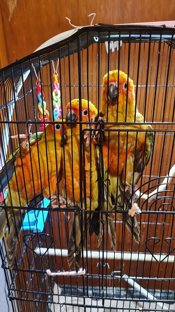 conure-sun-conure-for-sale-in-springfield-ma