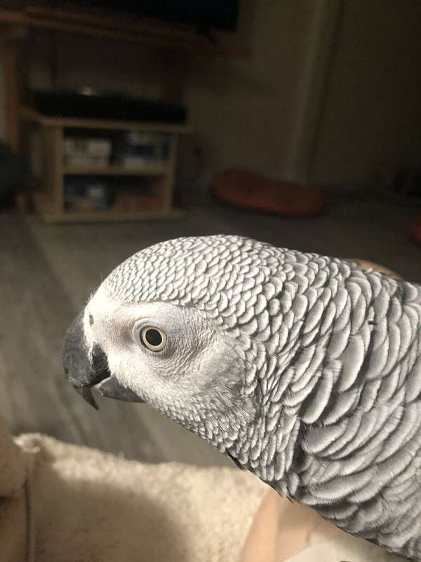 congo-african-grey-parrot-for-sale-in-weatherford-tx