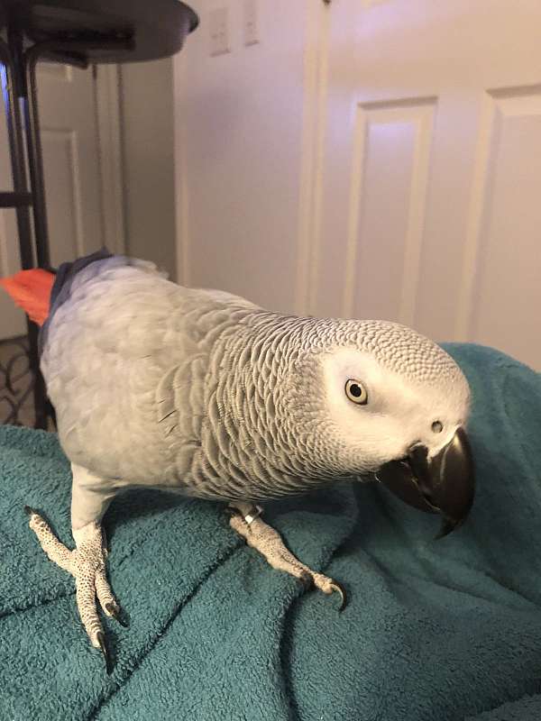 congo-african-grey-parrot-for-sale