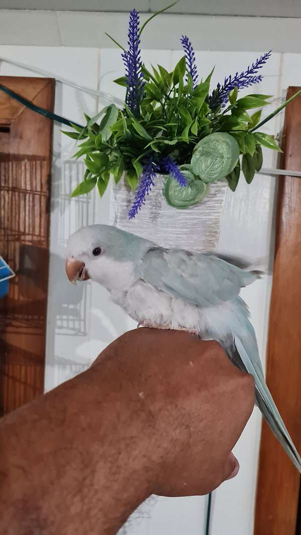 parrot-for-sale-in-springfield-ma