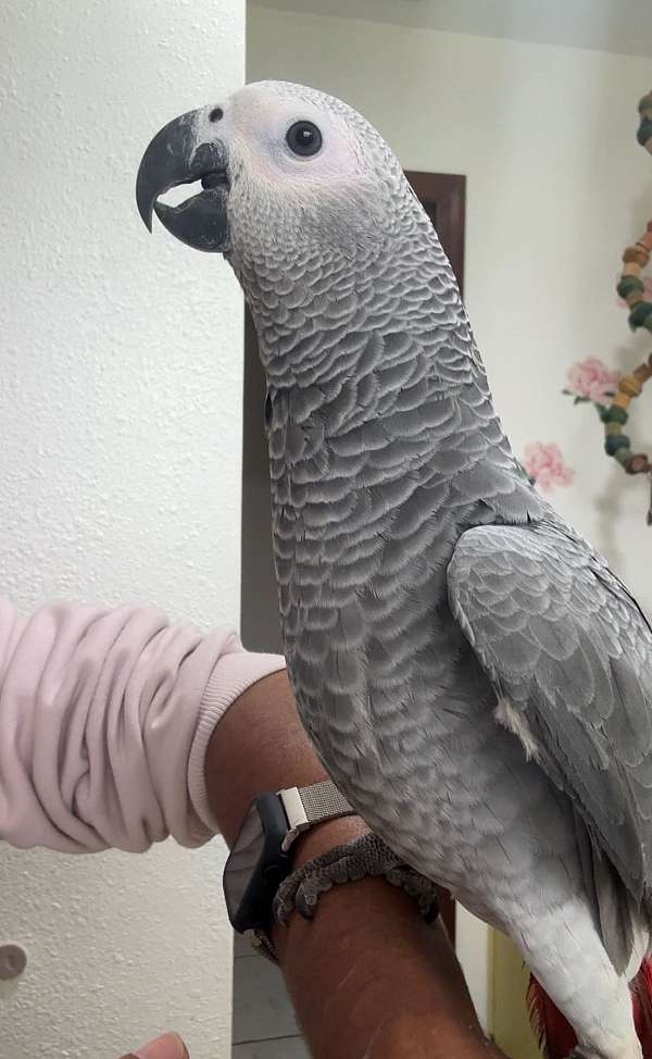 congo-african-grey-parrot-for-sale