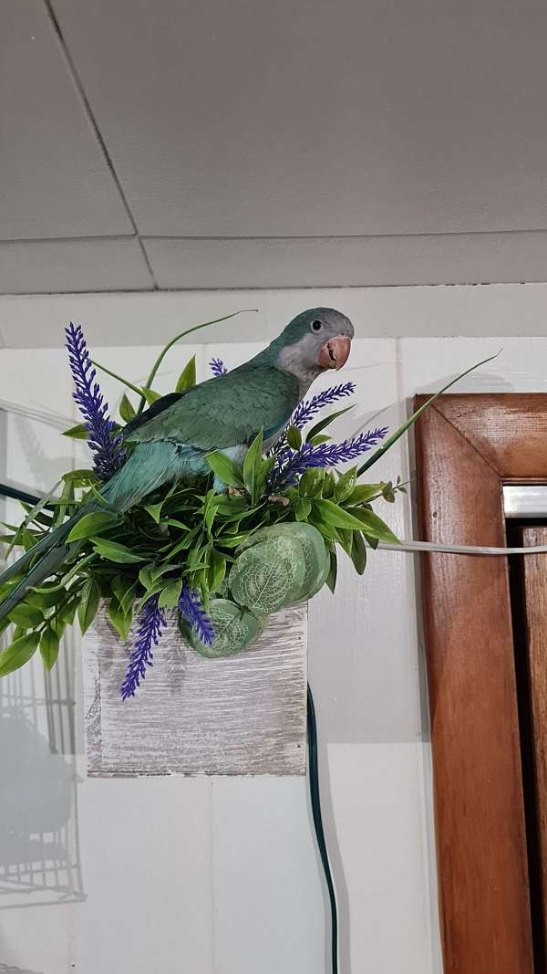 parrot-for-sale