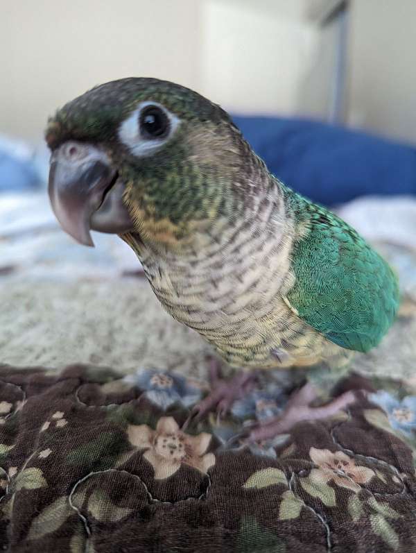 green-cheek-conure-for-sale-in-mt-washington-ky