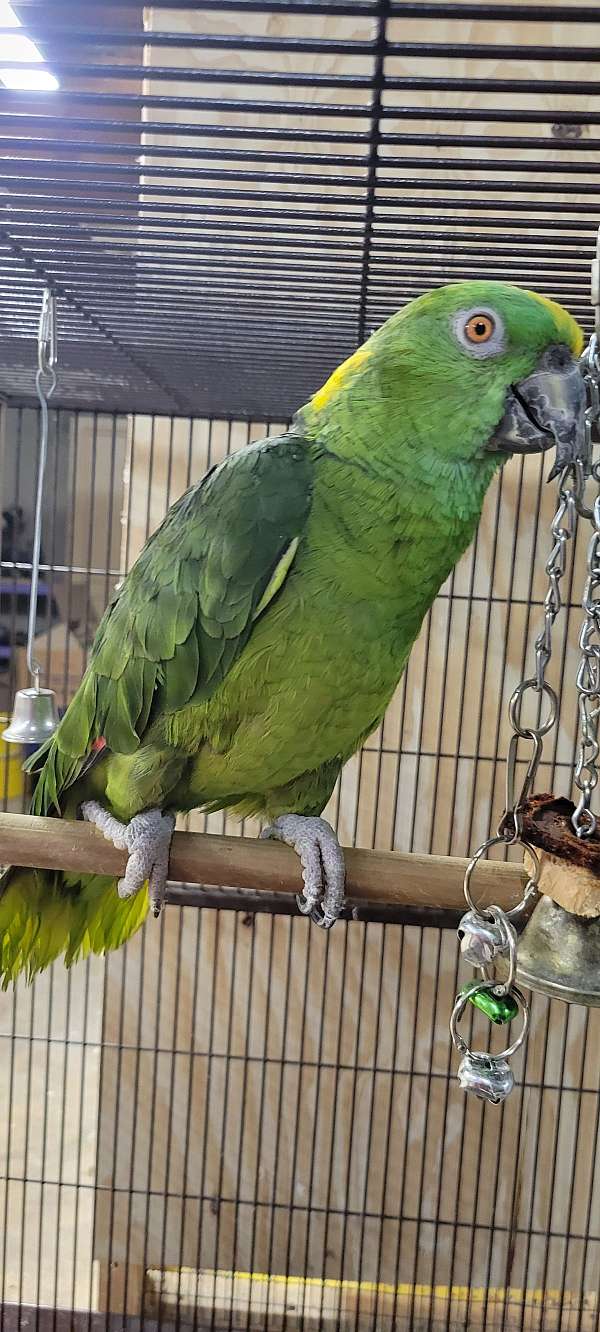 yellow-naped-amazon-parrot-for-sale-in-lake-villa-il