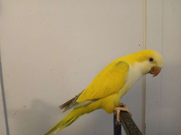 quaker-parrots-for-sale