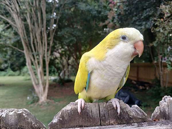 quaker-parrots-for-sale