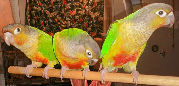 pet-quiet-green-cheek-conure-for-sale