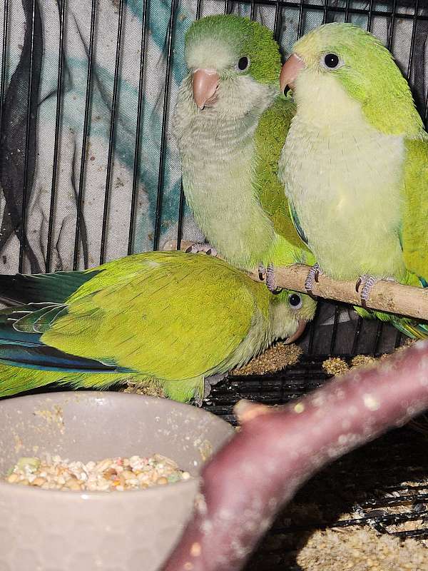 quaker-parrots-for-sale