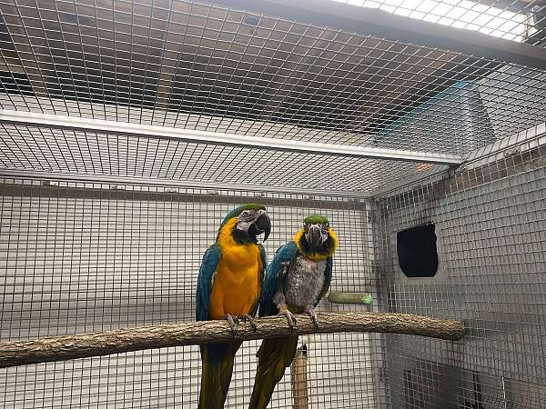 blue-gold-macaw-for-sale