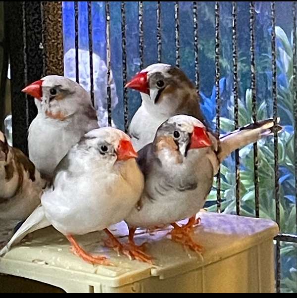 zebra-finch-for-sale-in-newport-news-va