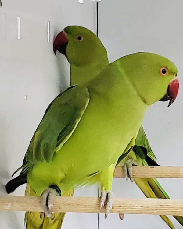 ringneck-parakeet-for-sale-in-arnold-mo