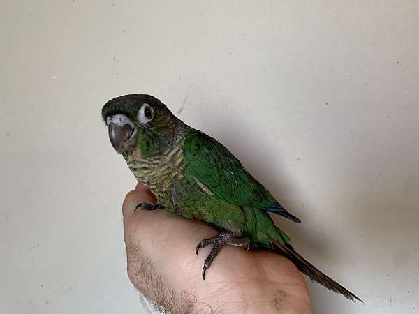 green-cheek-conure-for-sale