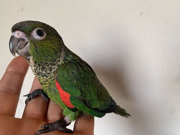 black-capped-conure-for-sale