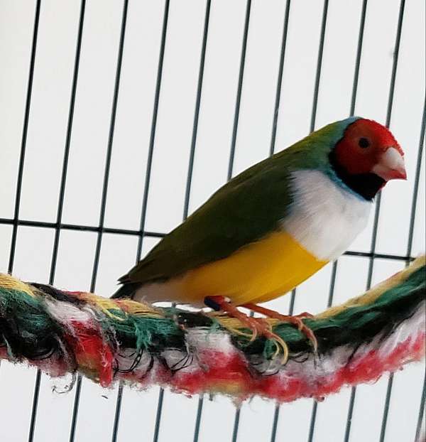 lady-gouldian-finch-for-sale-in-mifflintown-pa