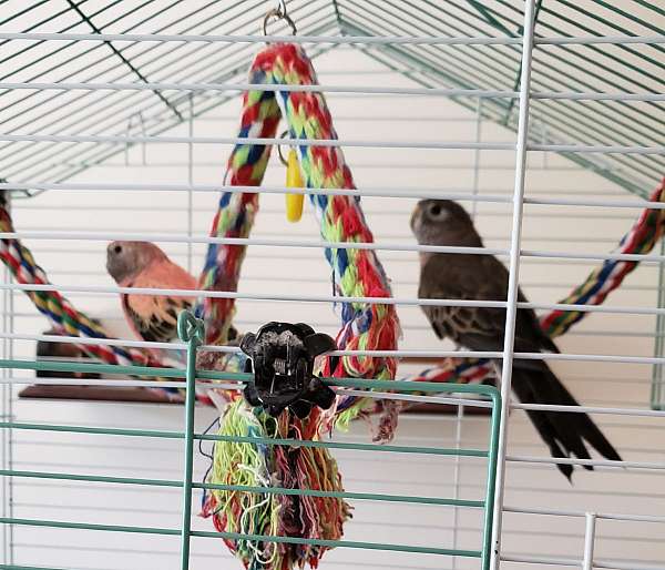 homing-tame-male-female-bird-for-sale