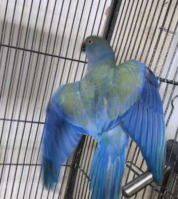 ringneck-parakeet-for-sale