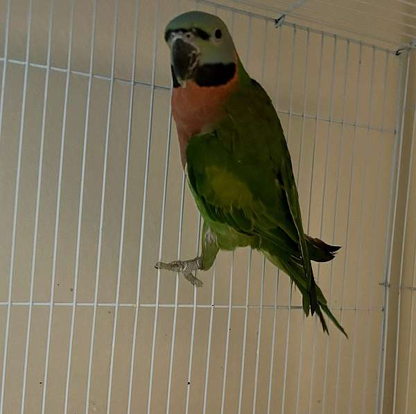 parakeet-for-sale-in-katy-tx