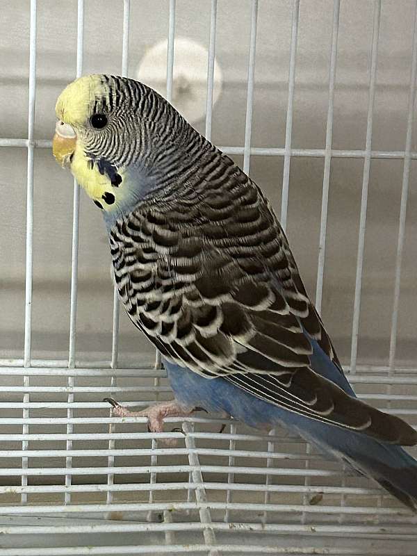 budgerigar-parakeet-for-sale-in-katy-tx