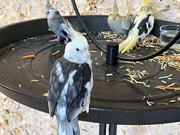 young-adult-bird-for-sale-in-katy-tx