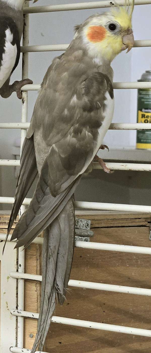 cockatiel-for-sale