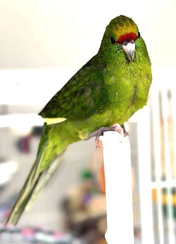 parrot-for-sale-in-cordova-tn