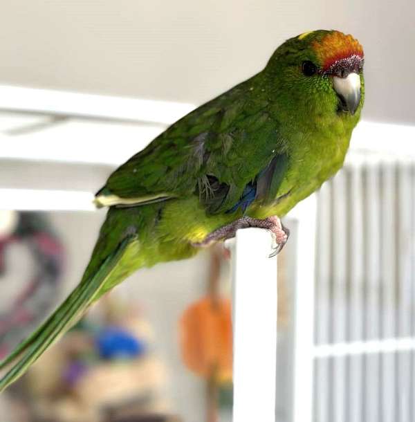 aggressive-tame-bird-for-sale-in-cordova-tn