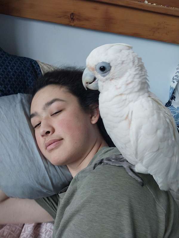 bare-eye-cockatoo-for-sale-in-guilford-vt