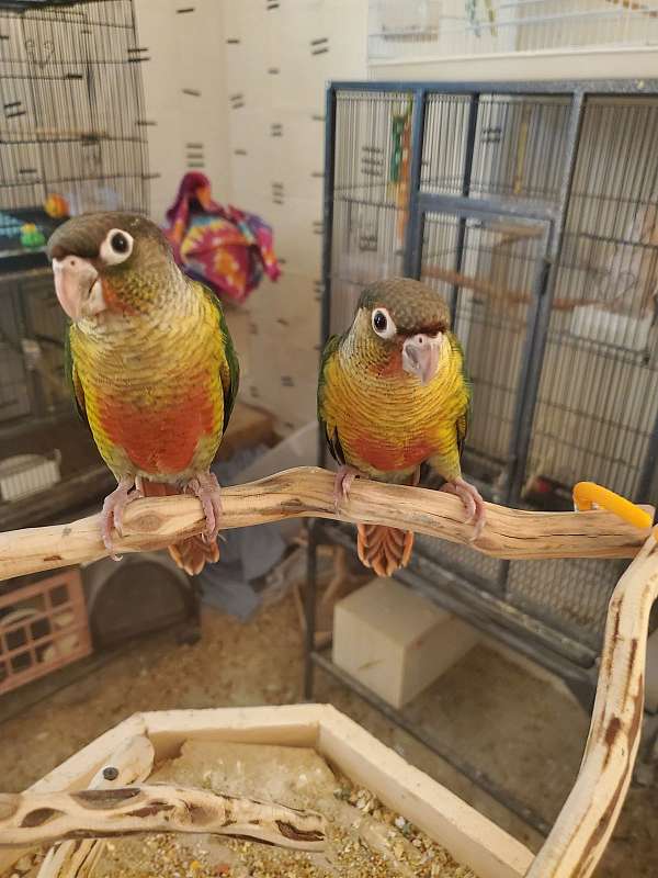 green-cheek-conure-for-sale