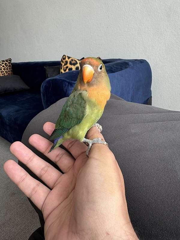 handfed-playful-fischers-lovebird-for-sale